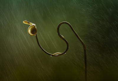 Close-up of snail on plant during rainfall