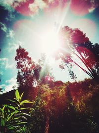 Low angle view of flower tree against sky on sunny day