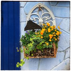 Close-up of yellow flower pot against wall