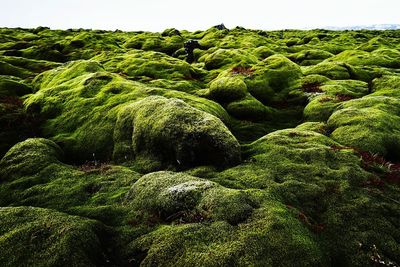 View of lush foliage