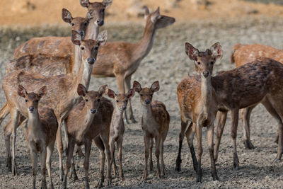 Portrait of deer standing on field