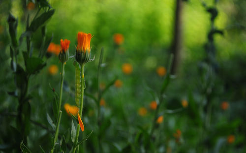 Close-up of poppy blooming outdoors