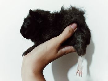 Close-up of human hand holding white background