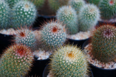 Close-up of cactus growing on potted plant