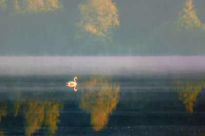 Bird on a lake