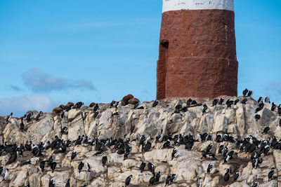 Bird island place full of birds and penguins next to a lighthouse.