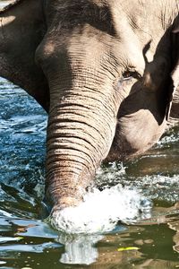 View of birds in water