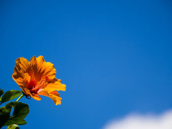 Low angle view of yellow flowering plant against blue sky