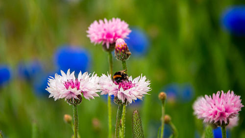 Close-up of bee pollinating on purple flower