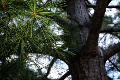 Low angle view of palm trees