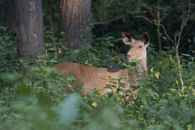 Side view of deer standing amidst plants in forest