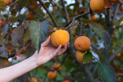 Hand picking orange persimmon fruit from tree