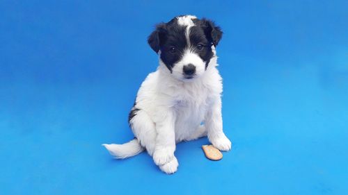 Portrait of puppy against blue background