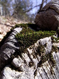 Close-up of moss growing on tree trunk