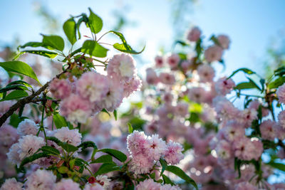 Close-up of pink cherry blossoms in spring