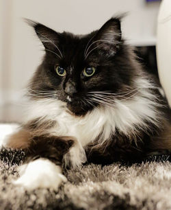 Close-up portrait of a cat