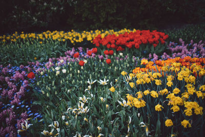 Close-up of yellow tulips in garden