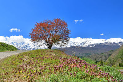 Tree on field against blue sky