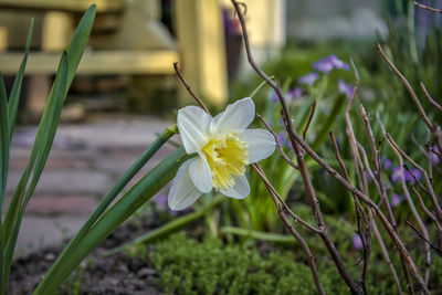 Close-up of purple crocus flowers on field