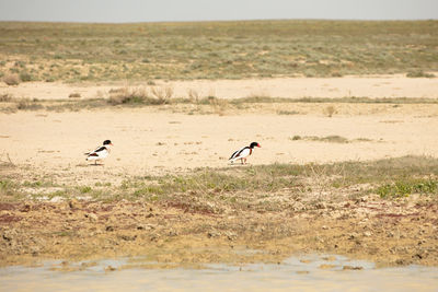 View of birds on land