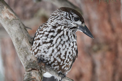 Close-up of bird perching on branch