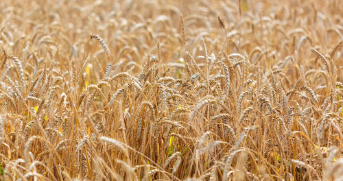 Full frame shot of wheat field