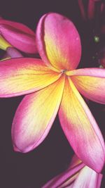 Close-up of pink flower blooming outdoors