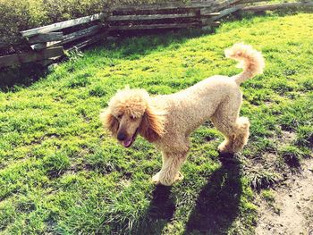 High angle view of dog on tree