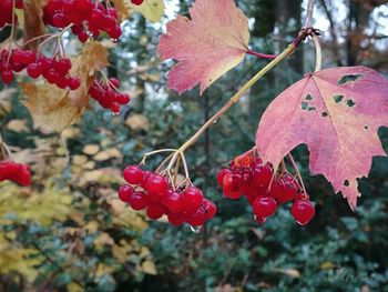 Close-up of red berries growing on tree during autumn