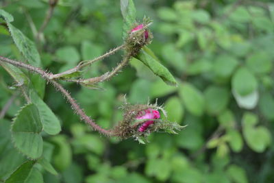 Close-up of pink flowering plant