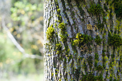 Close-up of tree trunk