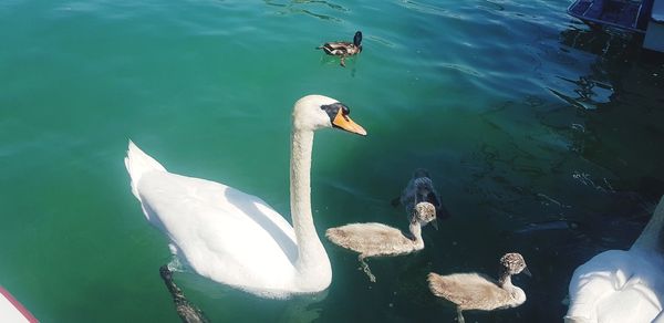 High angle view of swans swimming in lake