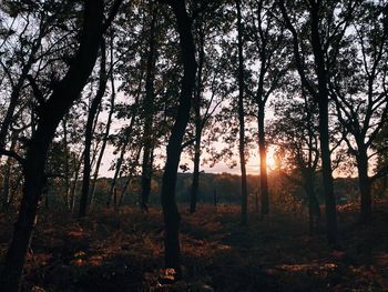 Sunlight streaming through trees in forest