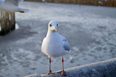 Close-up of seagull perching on snow