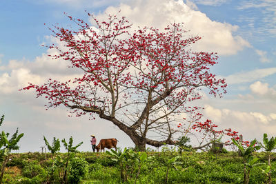 View of a tree on field