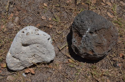 Close-up of lizard on field