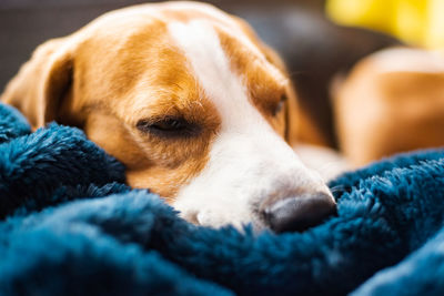 Close-up of dog resting