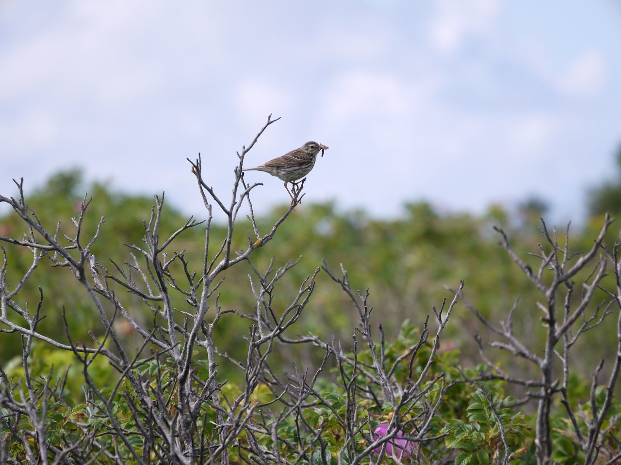 one animal, animals in the wild, animal themes, bird, nature, animal wildlife, day, outdoors, no people, plant, branch, tree, growth, beauty in nature, perching, spread wings, grass, bird of prey, sky