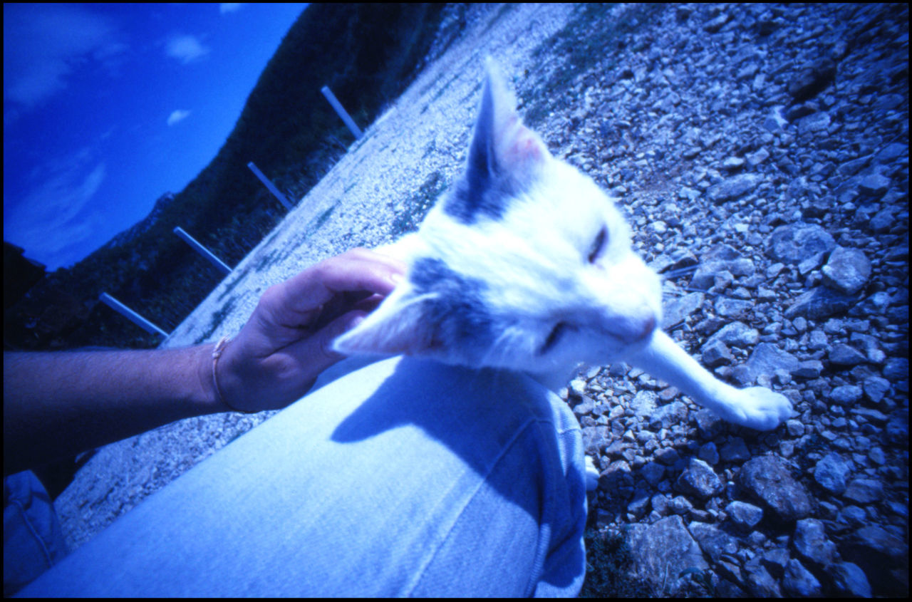 Cat and Go Korčula Korcula Island Korculaoldtown Korcula, Croatia Island Croatia Blue 35 Mm Travel Cat And Go Cat Content Cat White Cat Expired Film Bon Fire Fire Analogue Photography Ektachrome 160T Water Adriatic Sea Adriatic Adria Ferry Split Harbour Numbers On The Ground Number One Petting A Cat Cat Love Ferry Port Balkan Lomography Happy Cat Cat On Lap
