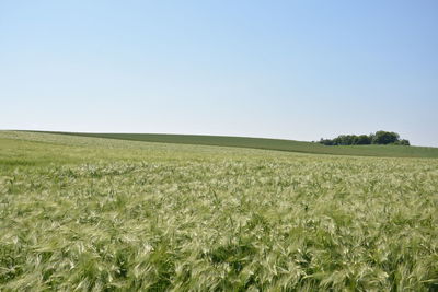 Scenic view of agricultural field against clear sky