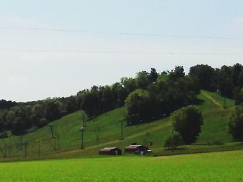 Trees on grassy field