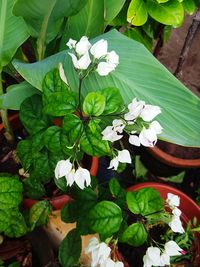 Close-up of white flowering plant