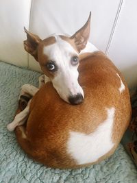 High angle portrait of dog relaxing at home