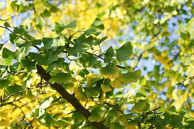 Low angle view of tree