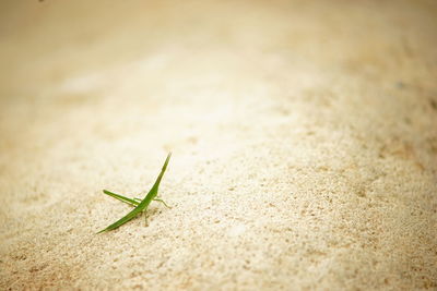 Close-up of grasshopper