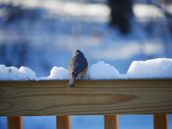 Close-up of bird perching on wood during winter
