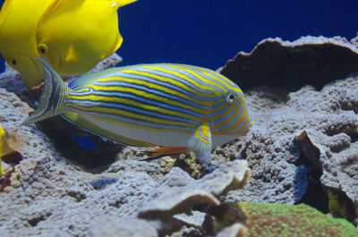 Close-up of fish swimming in sea