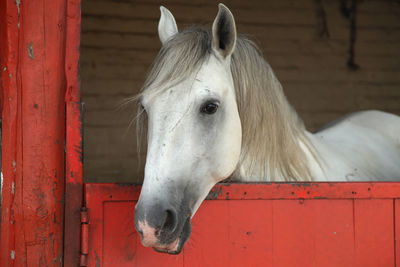 Horse looking out of metal stable door