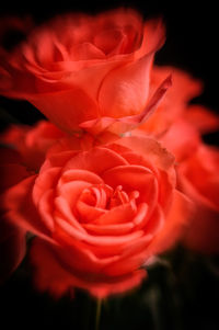 Close-up of rose blooming