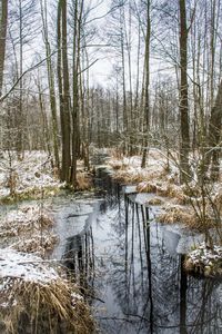 Scenic view of lake in forest